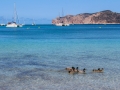 Ducks in the water